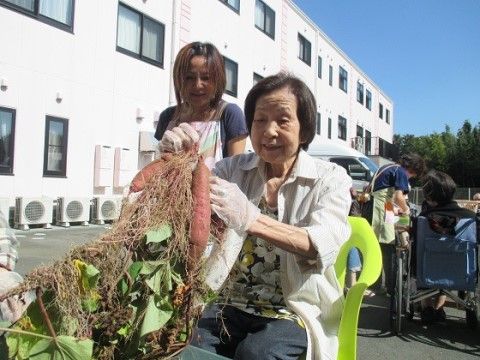 緑の椅子に座り、ビニール手袋をして、掘り上げたサツマイモを手に持っている高齢女性