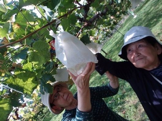 ぶどう狩り