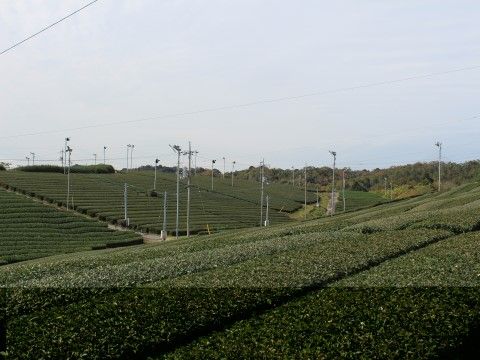 当施設は近くに茶畑があり、大変静かな環境に立地している。閑静で緑豊かな場所で、心穏やかな生活を送ることができる。