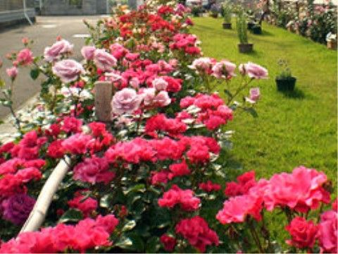花壇に色鮮やかな薔薇などが咲いている。庭には花のほかにも観葉植物などが植えられており、季節にあった自然を眺めることができる。