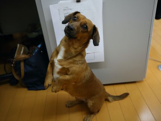 ペット