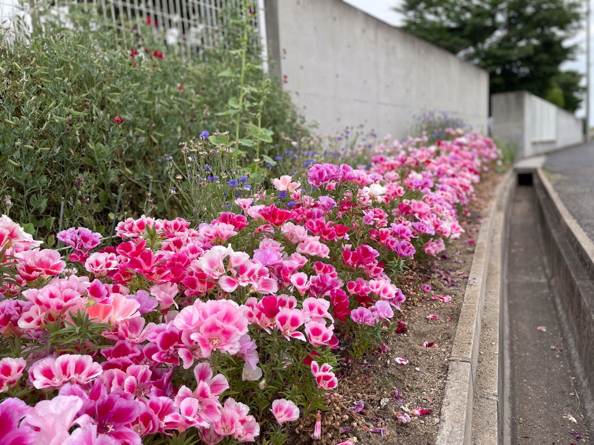 色とりどりの花壇