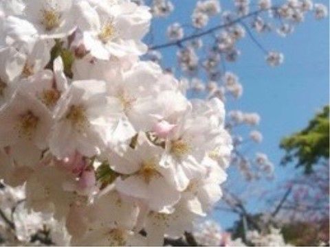 施設のすぐ隣には公園がある。春には約1300本もの桜が満開となり、花見客で賑わっている。秋はモミジも楽しめる。
