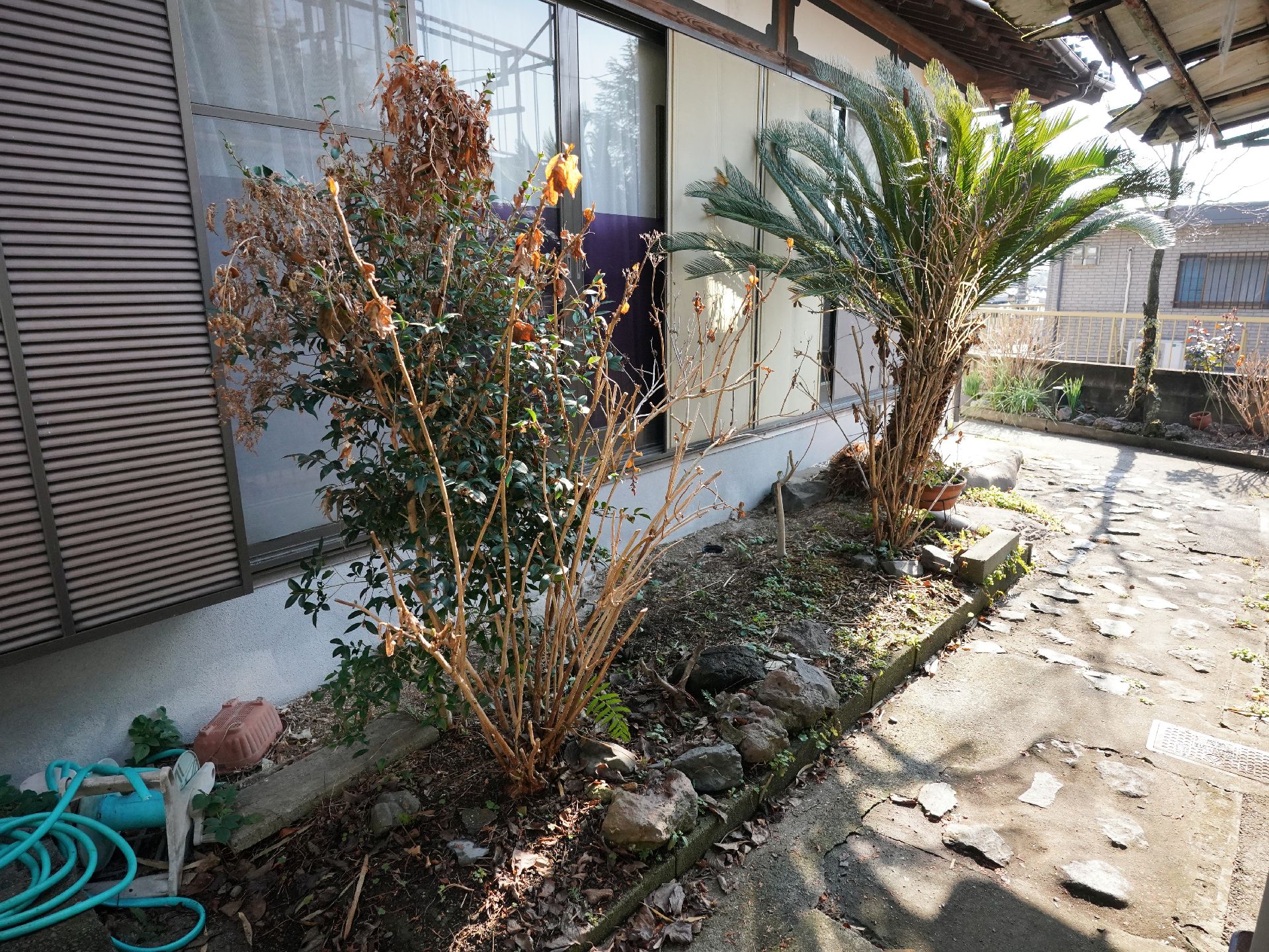 敷地内にある、植物や木が植えられている中庭