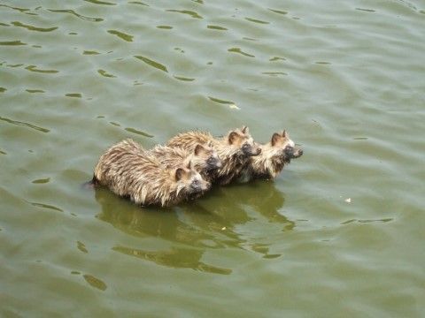 池の中に４匹の動物が水につかっている。全身が水で濡れており、３匹仲良く並び同じ方向を見つめている。池は少し波立っている。