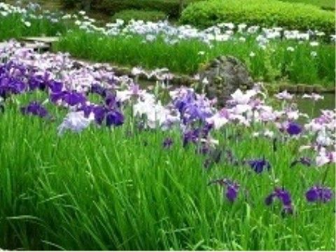 「そんぽの家 高蔵寺」近くの公園の風景。彩り豊かなお花を観賞できます。