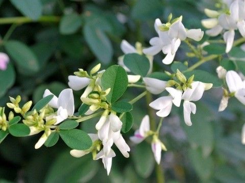 季節を迎えると当施設の周辺に咲く、白い花弁が美しい花