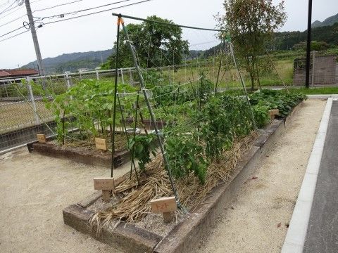 トマトなどの季節の野菜が植えられている、施設のガーデン