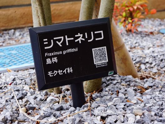 心癒される観葉植物