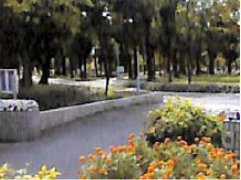 自然豊かな公園が施設から近くにある。公園まで散歩をしながら緑を楽しむことで、リフレッシュにもつながる。