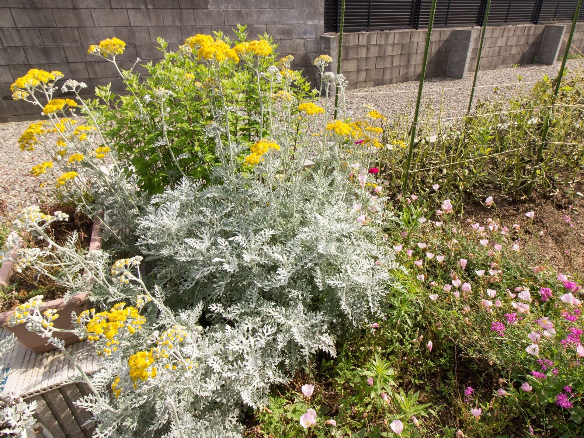 施設内の敷地には、季節のお花や植物が一年中植えられている。色とりどりの花や植物を見て、育つ楽しみを感じる。
