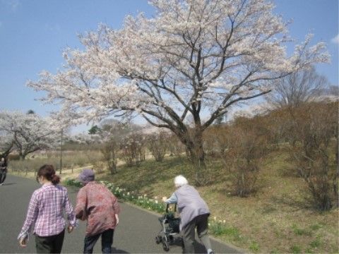 桜が咲く緑地を通るように舗装された遊歩道を歩く人々