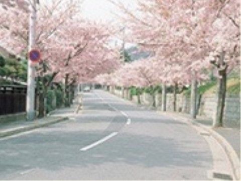道路沿いには桜の木が植樹されており、春になると美しい桜の花が満開となる。散歩中の入居者様の目を楽しませる。