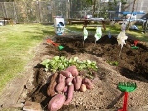 深く掘られた家庭菜園と、その脇に積み上げられている収穫した野菜
