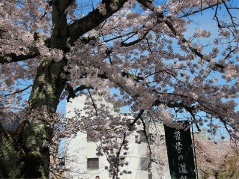 青い空にピンクの桜が映えている。桜の季節を迎え、施設の周辺の桜が満開に咲いている。観光名所の幟が立っている。