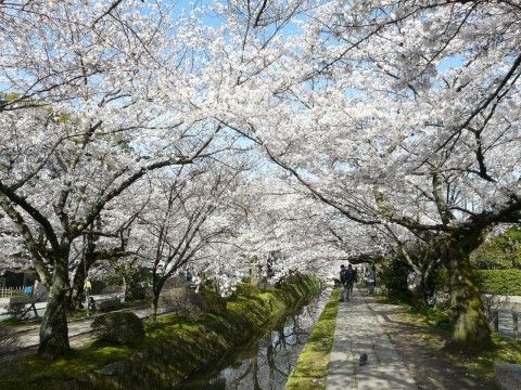 季節の花が満開に咲いた木々が並んでいる細い川の風景