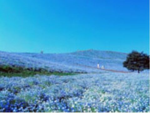 広大な敷地全体に草花が植えられている。その後ろには雲一つない水色の空が広がっており、左側が明るくなっている。