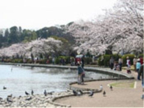 周囲に多くの桜の木がある湖。花見などを楽しむ人たちが多数いる。湖には鳥が浮かんでいるほか、手前の地面にも何羽も鳥がいる。