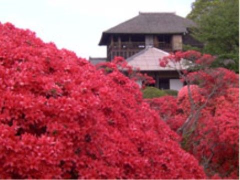 真っ赤に色づいた梅の木があり、その奥に建物が見えている。周囲には他にも多くの木々があり、緑と赤のコントラストが美しい。