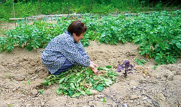 野菜を収穫する高齢者