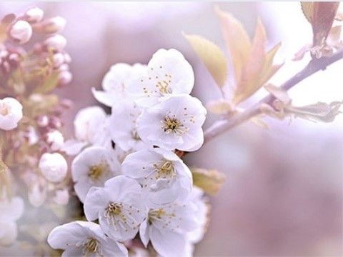 春を知らせる花であり、つぼみをつけ満開になった時には華やかさを増し魅了する。散った後でも新緑の鮮やかさを楽しむことができる。