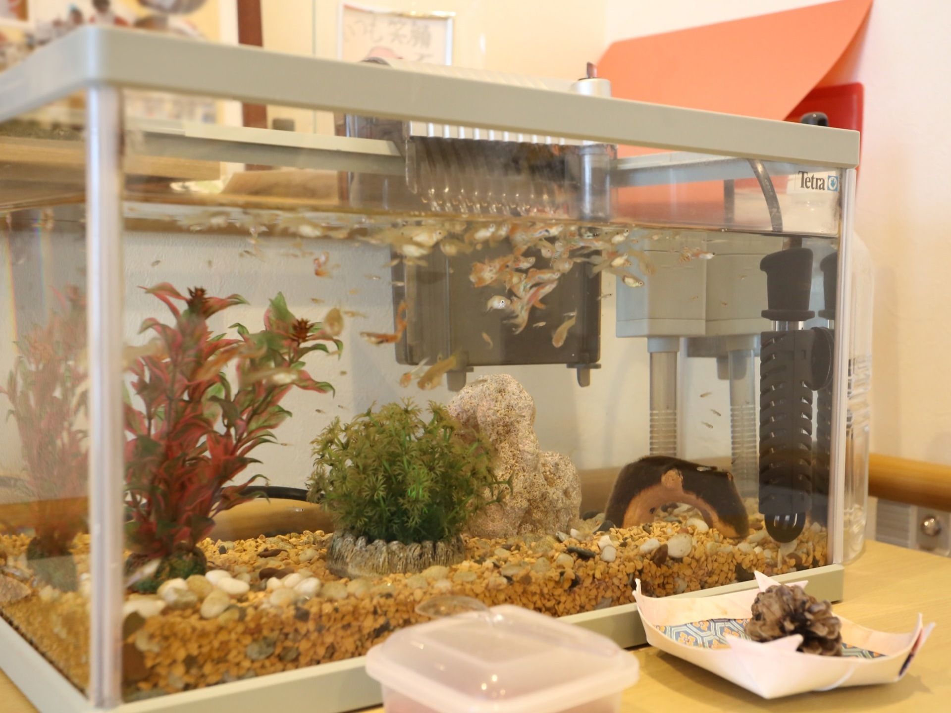 エントランスの一角には、小さな魚がたくさん水槽で飼われている。水草や砂利が入れられていて、元気に泳いでいる。