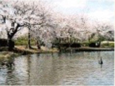 水戸のシンボルである千波湖。景色も楽しめる他、ジョギングや散歩、自転車コースとしても活用していただける。