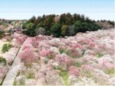 日本三名園のひとつである偕楽園がある。梅が有名で、園内には三千本も植えられている。他にも春には桜などが見られる。
