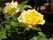 施設内に植えられている、黄色のバラの花のアップ写真である。葉が生き生きと茂り、陽光を浴びて明るく光っている。