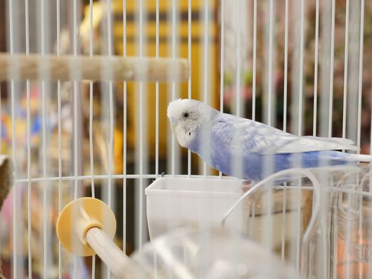 インコ