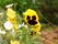 施設の敷地内には花壇が設けられており、さまざまな種類の花が植えられている。黄色いパンジーやマーガレットが咲いている。