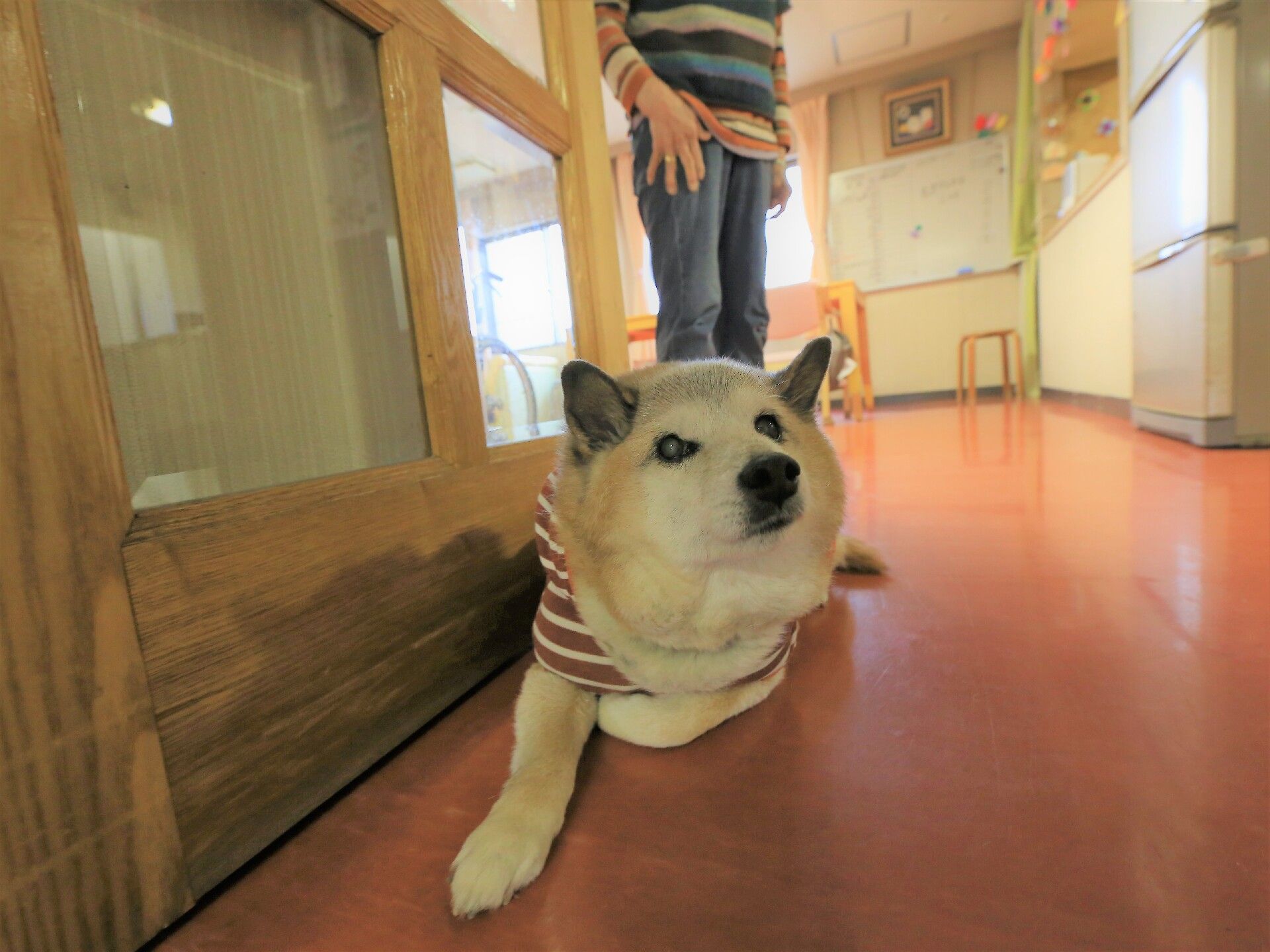 床に寝そべってこちらの方を見ている、ボーダーの服を着た犬