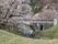 石造りのアーチ橋の周りに満開の桜が並んでいる。橋の下には水が段になって流れ落ち、川になっている。両岸は芝生になっている。