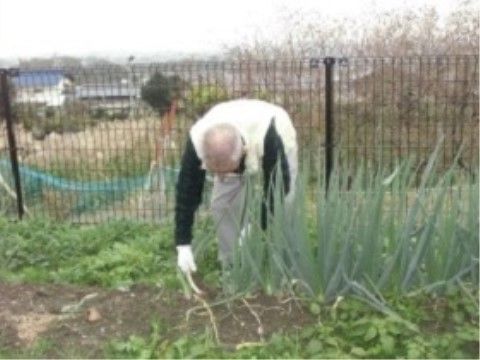 軍手をした手に道具を持って家庭菜園で野菜の収穫をしている男性入居者様