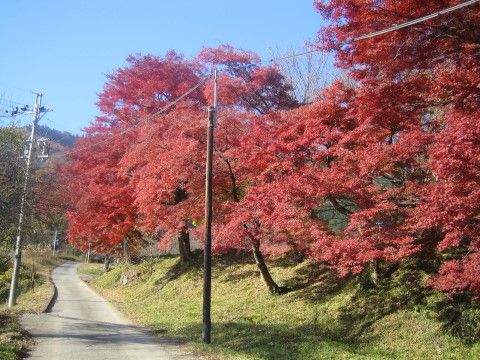 山まで続く一本道の右手に、真っ赤に色づいた紅葉が並んでいる。下草は綺麗に手入され気持ちよく散歩が楽しめる。