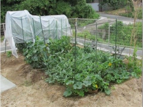 小さな畑で、ビニールをかぶせ、支柱を立てて育てている野菜