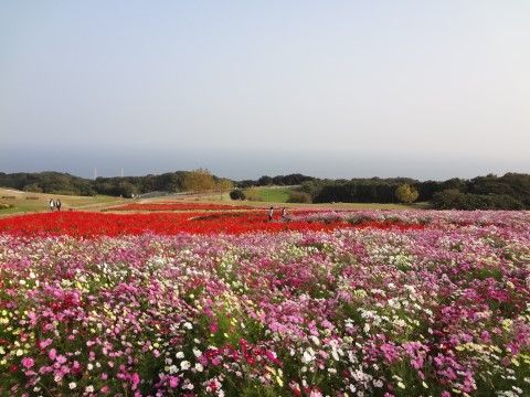近の公園にはの広大な土地にコスモスやサルビアなどの色とりどりの花が咲き乱れている。花の間を散歩すると気分が癒される。