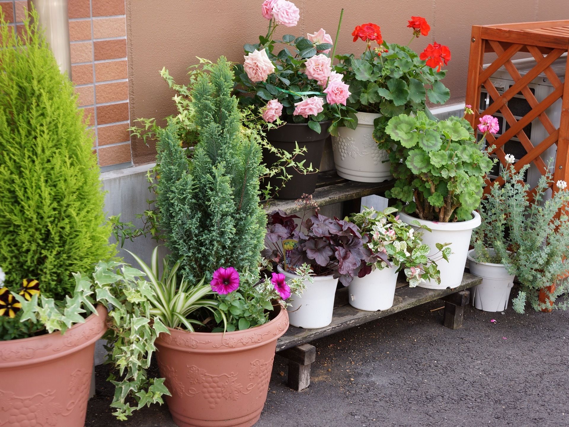 屋外の壁際に、２段になった棚にいくつもの植木鉢が置かれて、バラやゼラニウムの花が咲いている。コニファーの植えられた大きな鉢植えもある。