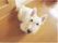 施設では、セラピードッグとしてホワイトテリアを飼っている。愛らしい姿で入居者様を癒し、可愛がられている。
