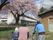 桜の木と歩行者の様子