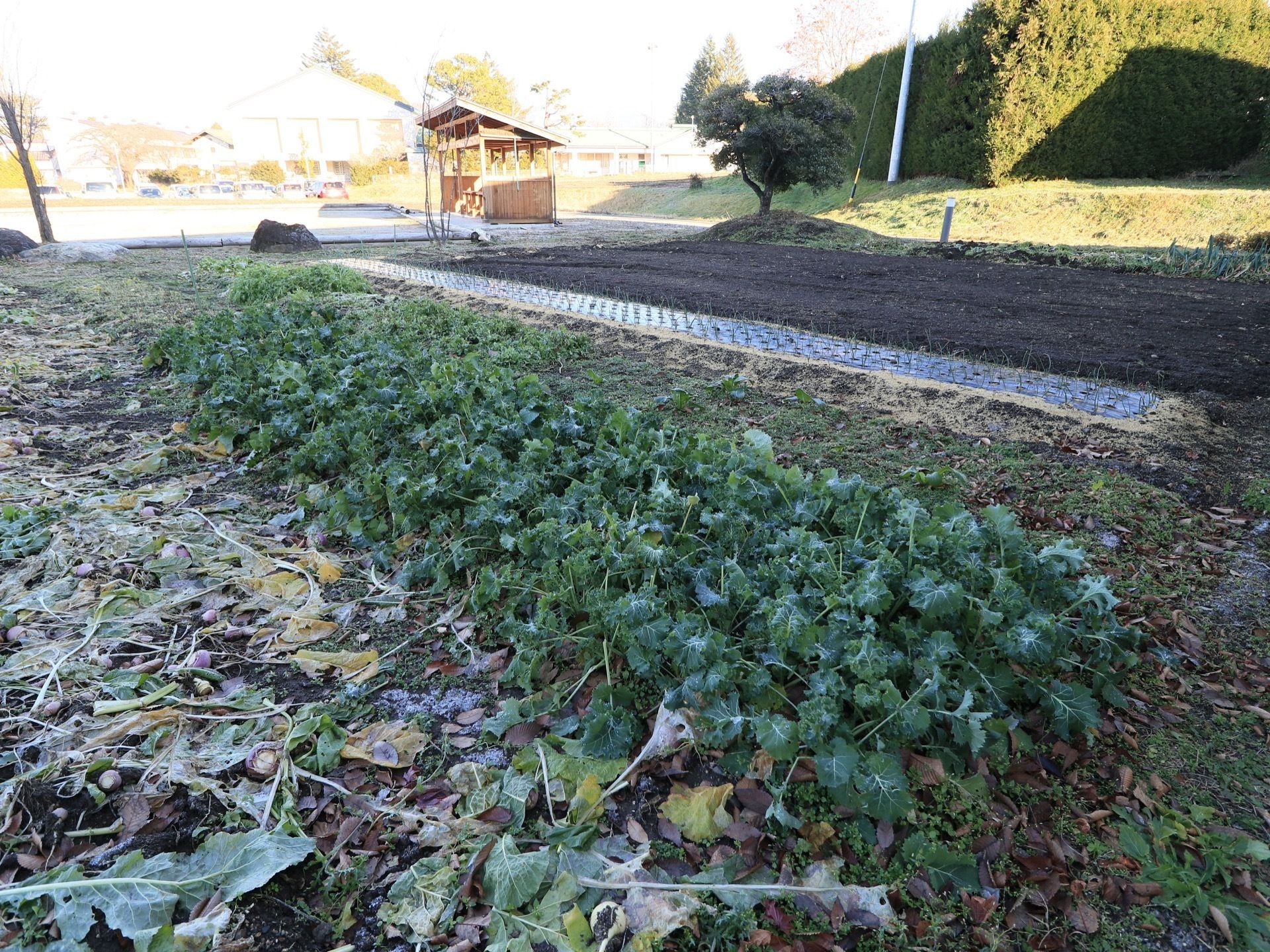 畑が広がっており、青々とした葉が茂っている。収穫が終わった場所もあり、奥ではビニールから玉ねぎの芽が伸びている。