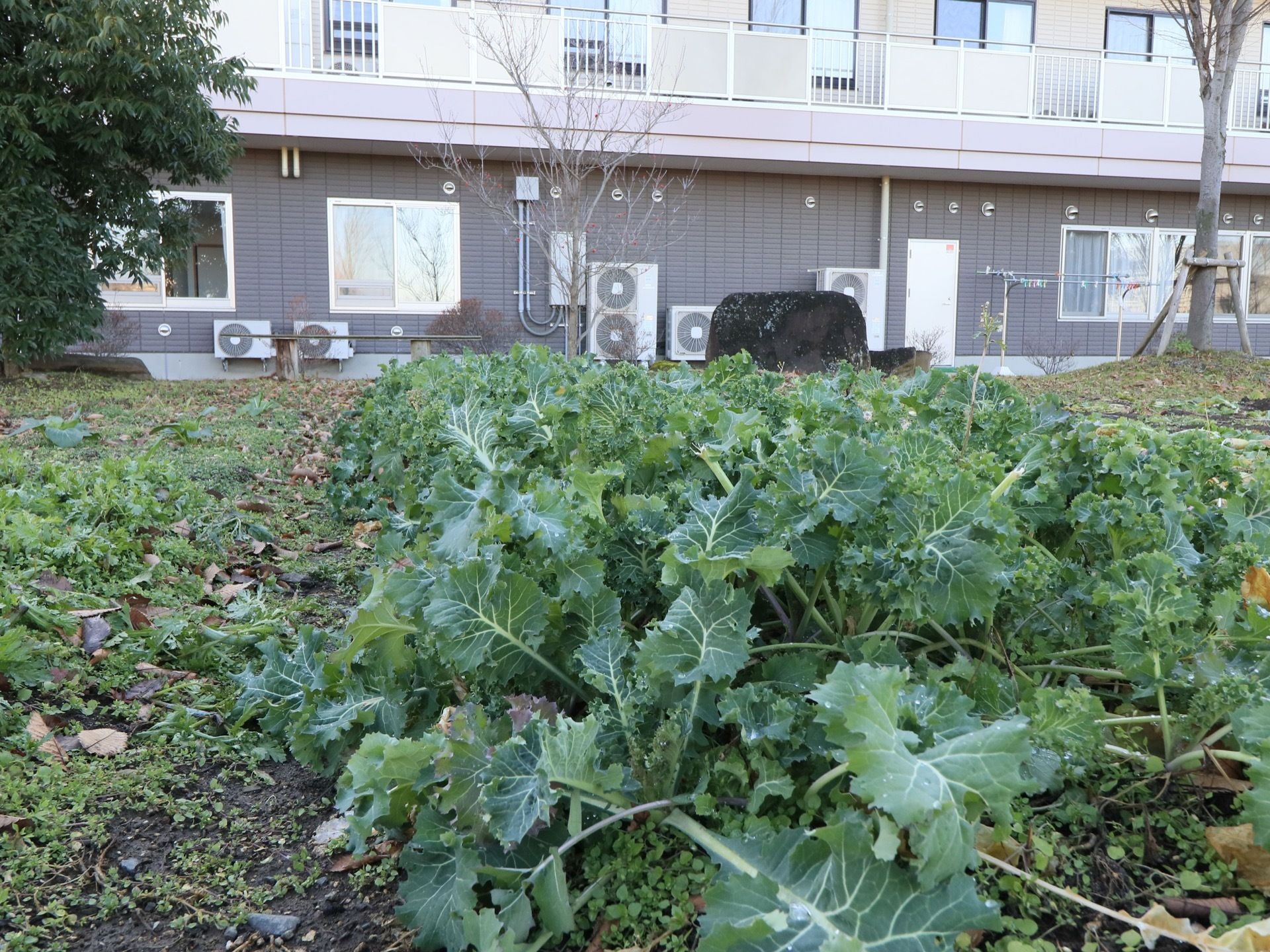 ホームの建物の裏側に、広い菜園がある。畝に沿って野菜が植えられている。周りには背の高い木も植えられている。