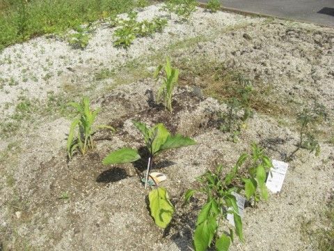 広い畑の一角に植えられている、いくつかの野菜の小さな苗