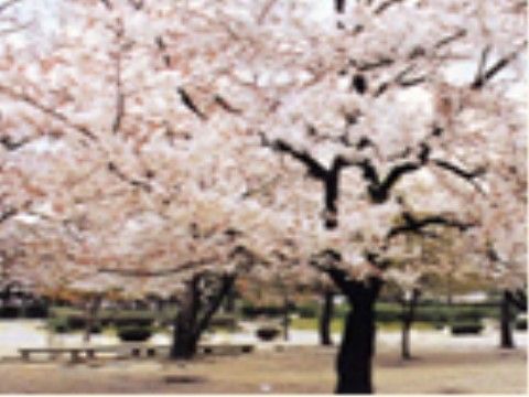 見事な桜が満開の百済神社の桜の木。