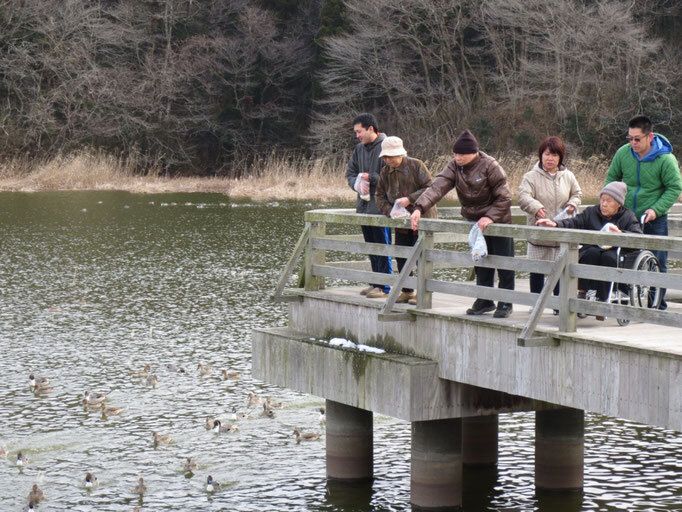 たくさんカモがいる大きな池で、餌やりを楽しむ入居者とスタッフ。