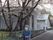 桜の木の下を歩く入居者様