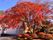 紅葉が美しい中庭