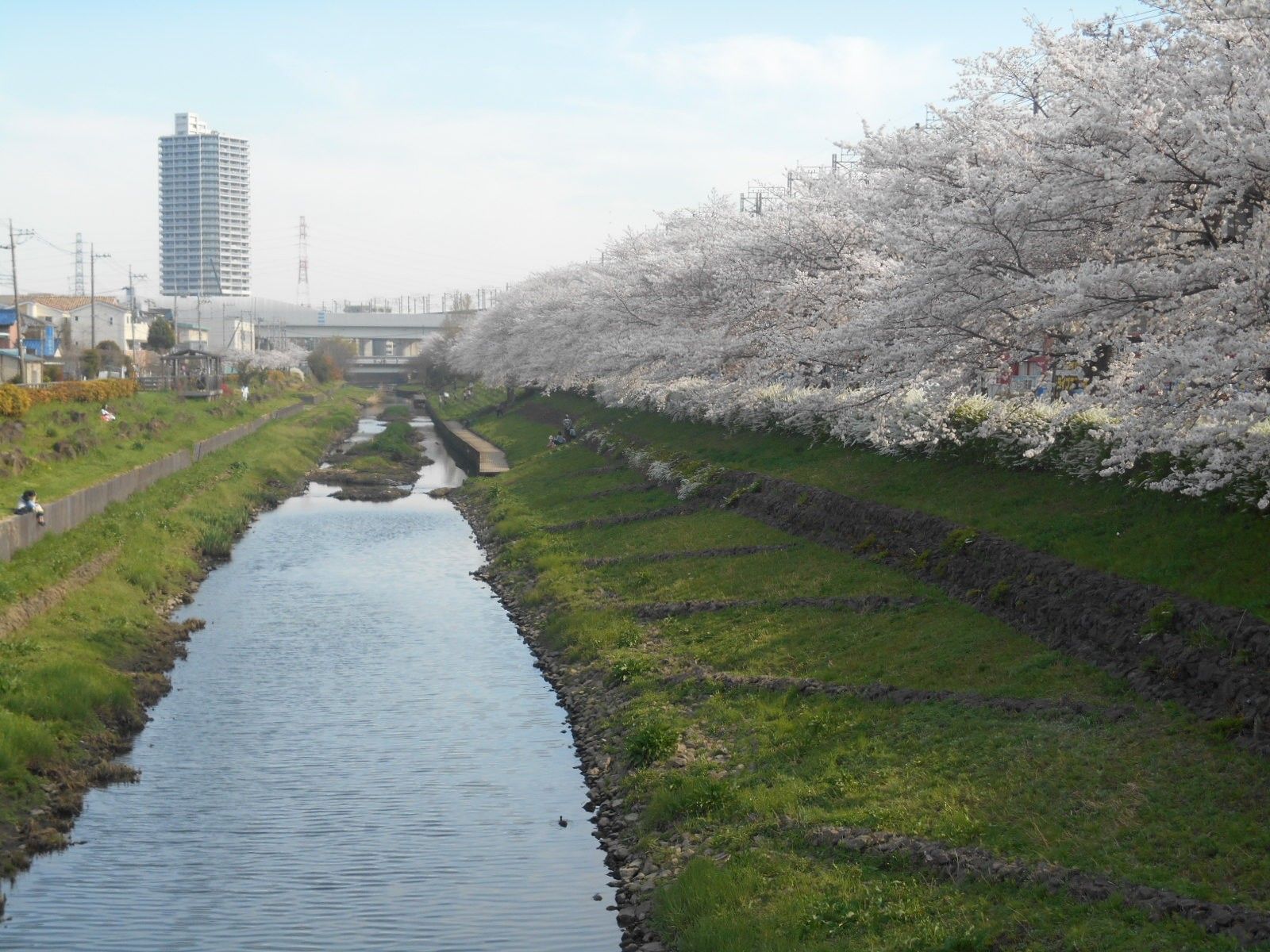 桜並木沿いの散歩道
