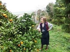 緑あふれる屋外でミカンの木になったミカンを見つける女性入居者。