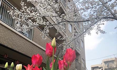 春の花と建物